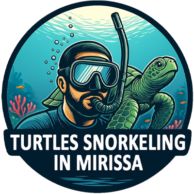 Turtles Snorkeling In Mirissa