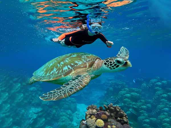 Turtle Snorkeling Tours