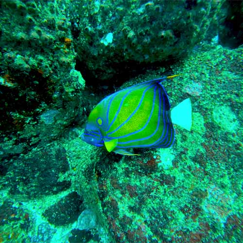 Turtle Snorkeling In Mirissa / Sri Lanka