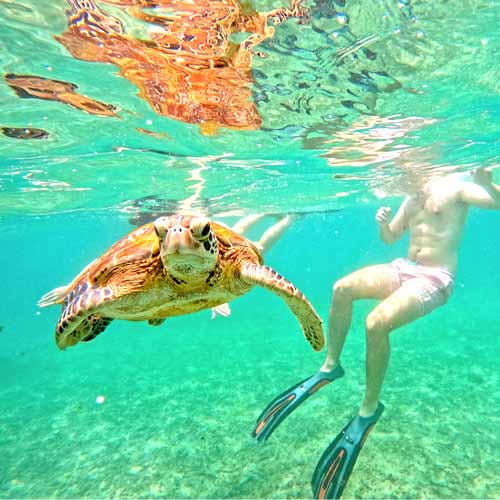 Turtle Snorkeling In Mirissa / Sri Lanka