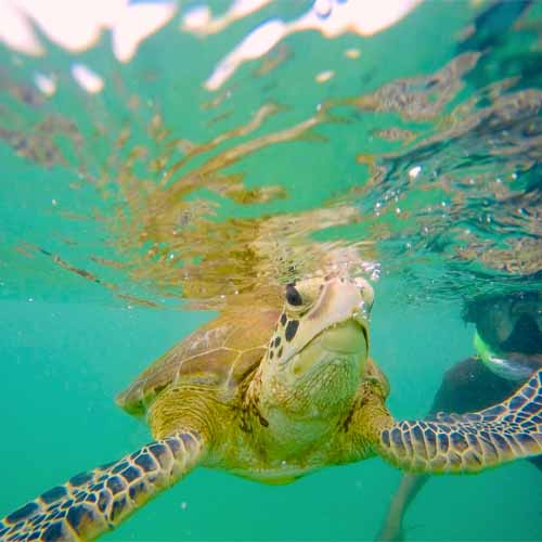 Turtle Snorkeling In Mirissa / Sri Lanka